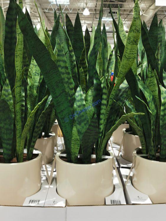 Faux Snake Plant | CG Hunter | Luxury Faux Plants