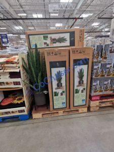 Costco-1783156-CG-Hunter-53-Faux-Snake-Plant-with-Stand-all